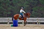 Gelding Ardennes For sale 2021 Light chestnut