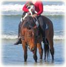 Gelding Ardennes For sale 2021 Light chestnut