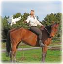 Gelding Ardennes For sale 2021 Light chestnut