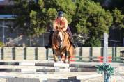 Gelding Ardennes For sale 2021 Light chestnut