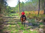 Castrone Origine non conosciuta  In vendita 2021 Baio