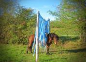 Castrone Origine non conosciuta  In vendita 2021 Baio