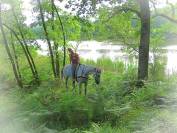 La m&eacute;thode &eacute;quine Imp&eacute;riale vous pr&eacute;sente les chevaux..