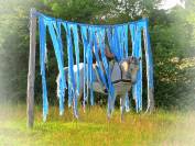 La m&eacute;thode &eacute;quine Imp&eacute;riale vous pr&eacute;sente les chevaux..