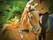 La m&eacute;thode &eacute;quine Imp&eacute;riale vous pr&eacute;sente les chevaux..