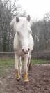 Magnifique poney yeux bleus 