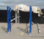 Magnifique poney yeux bleus 