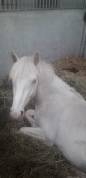 Magnifique poney yeux bleus 