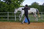 PENSION CHEVAUX PONEYS ECURIE DE PROPRIETAIRES