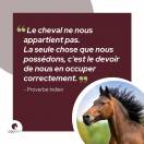 PENSION CHEVAUX PONEYS ECURIE DE PROPRIETAIRES