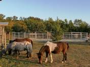 PENSION CHEVAUX PONEYS ECURIE DE PROPRIETAIRES