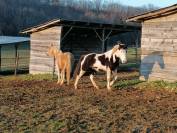 PENSION CHEVAUX PONEYS ECURIE DE PROPRIETAIRES