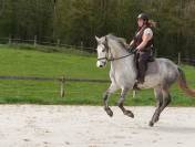 Poney / cheval de sport ou de loisir Hongre