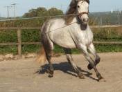 Poney / cheval de sport ou de loisir Hongre