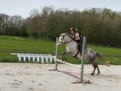 Poney / cheval de sport ou de loisir Hongre