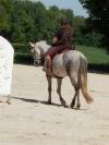 Poney / cheval de sport ou de loisir Hongre