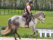 Poney / cheval de sport ou de loisir Hongre