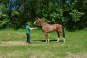 Cheval 7ans cycle classique 4 5 6 ans sans faute