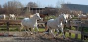 FDC d'un centre équestre au coeur de la Camargue (30)