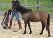 Jeune poney canaille, Caspien part bred