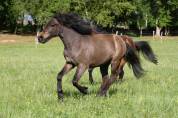 Jeune poney canaille, Caspien part bred