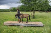 Jeune poney canaille, Caspien part bred