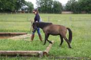 Jeune poney canaille, Caspien part bred