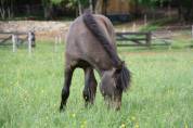 Jeune poney canaille, Caspien part bred