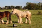 Poulain PP Irish Cob Palomino Grande Taille