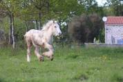 Poulain PP Irish Cob Palomino Grande Taille