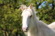 Poulain PP Irish Cob Palomino Grande Taille