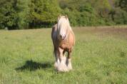 Poulain PP Irish Cob Palomino Grande Taille