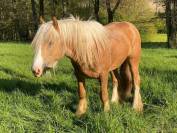 Poulain PP Irish Cob Palomino Grande Taille