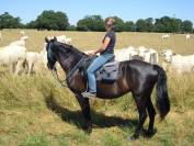 Pension dépôt vente chevaux et poneys de loisirs