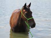 Pension dépôt vente chevaux et poneys de loisirs