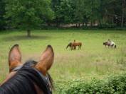 Pension dépôt vente chevaux et poneys de loisirs