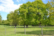 Pension pré Loiret - Les Ecuries de l'Avenelle (45)