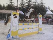 Bobby Agyp - poney connemara X PFS