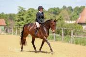 Belle jument de CSO et Dressage