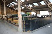 Stud farm  Calvados