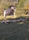 Poney A vendre Urgent