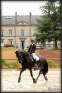 Frison de dressage