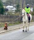 Super Poney pour loisir et compétition 