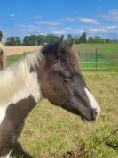 Poulain pp paint horse black tobiano