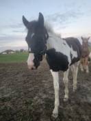 Poulain pp paint horse black tobiano