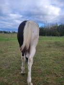 Poulain pp paint horse black tobiano