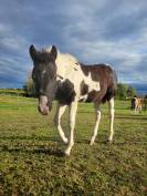 Poulain pp paint horse black tobiano