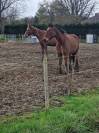 Trotteuse française à vendre