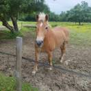 Ponette haflinger