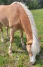 Magnifique hongre haflinger